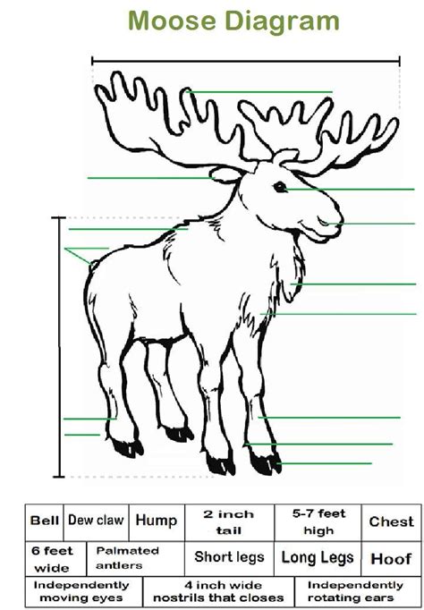 Moose Diagram | Moose, Moving eyes, Inuit people