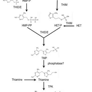 Thiamine Biosynthesis In Algae And Higher Plants These Organisms Use