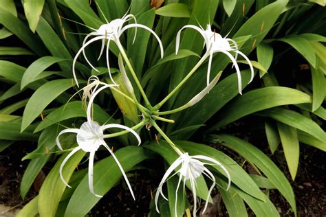 Quiet Corner Beach Spider Lily Growing Guide Quiet Corner