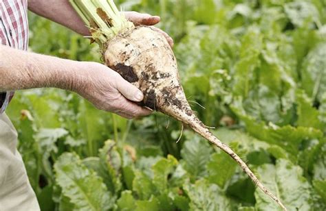 British Sugar and NFU Sugar Announce the 2018 Sugar Beet Contract ...