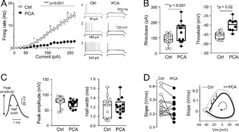 Hippocampal Ca1 Neurons Exposed To Pca Exhibit A Decline In Intrinsic