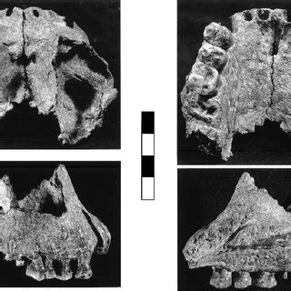 Composite stratigraphic section of the Hadar Formation based on ...