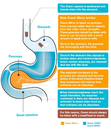 How does Creon help me absorb food? | PERT for patients