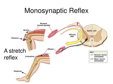 Examples Of Polysynaptic Reflex