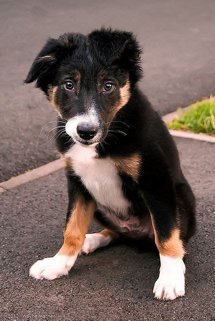 welsh sheepdog photo | Welsh Sheepdog | Herding Dogs Herding Dogs ...