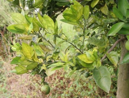 Greening Atinge Dos P S De Laranja Fundecitrus