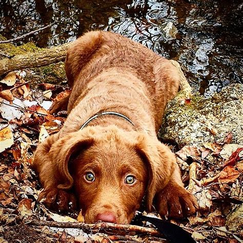 837 Best Chesapeake Bay Retriever Images On Pinterest Chesapeake Bay