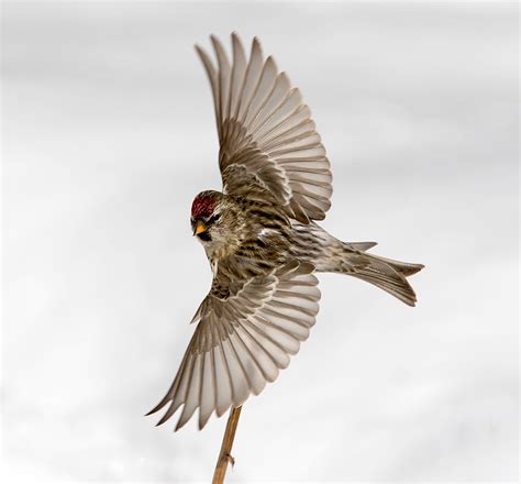 Common Redpoll Audubon Field Guide