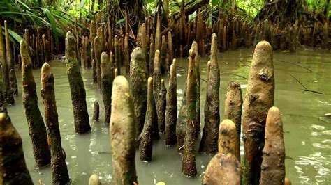 Mangroves Forest Sundarban Bangladesh Largest World Mangroves Forest Mangroves Forest Sundarban