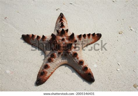 Starfishlocation On Beach Belitung Island Indonesia Stock Photo