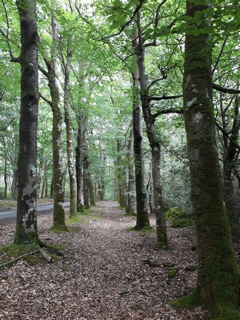 Projet D Intervention Sur Des Alignements D Arbres Lorient Rue