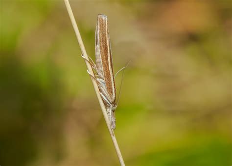 Common Grass Veneer