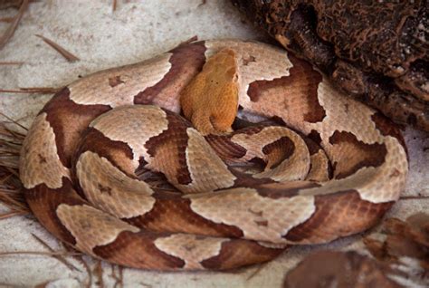 Identifying Copperhead Snakes Home Garden Information Center