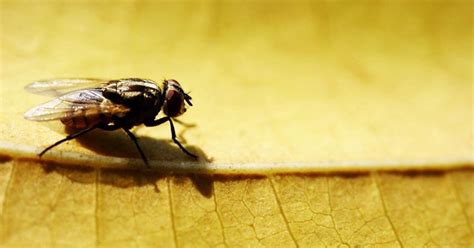 Hang Pennies in a Bag of Water To Keep Flies Away