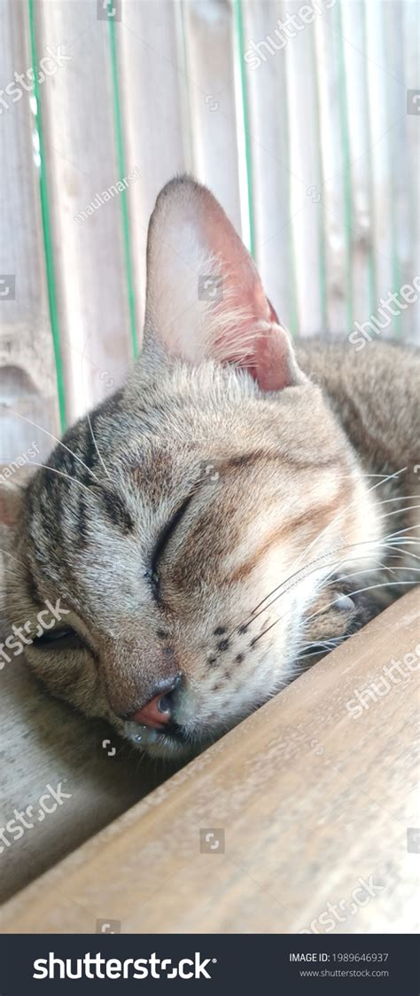 Sick Cat Sleeping Soundly On Terrace Stock Photo Shutterstock