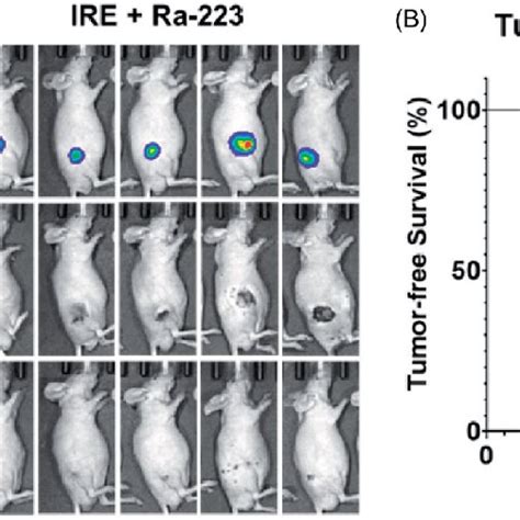 Tumor-free survival in IRE-treated mice. (A) Bioluminescence imaging of... | Download Scientific ...