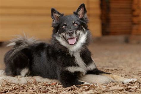 Icelandic Sheepdog Dog Breed Information