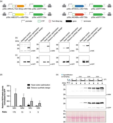 Effect Of Using Synthetically Designed Nif Genes Optimized For Tobacco