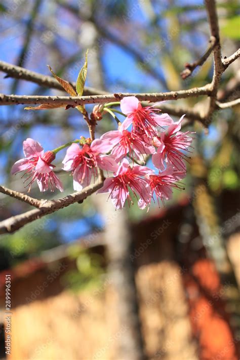 Prunus cerasoides Stock Photo | Adobe Stock