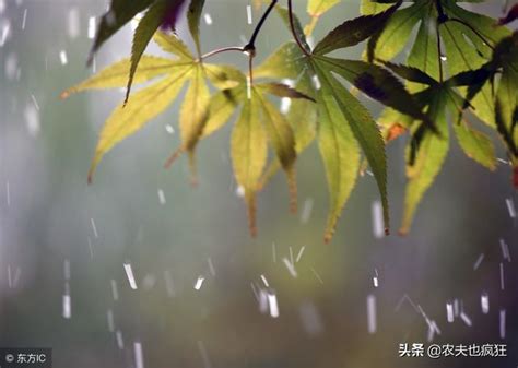 正月十五元宵節，恰逢雨水節氣，這兩個習俗在你家鄉還有嗎？ 每日頭條