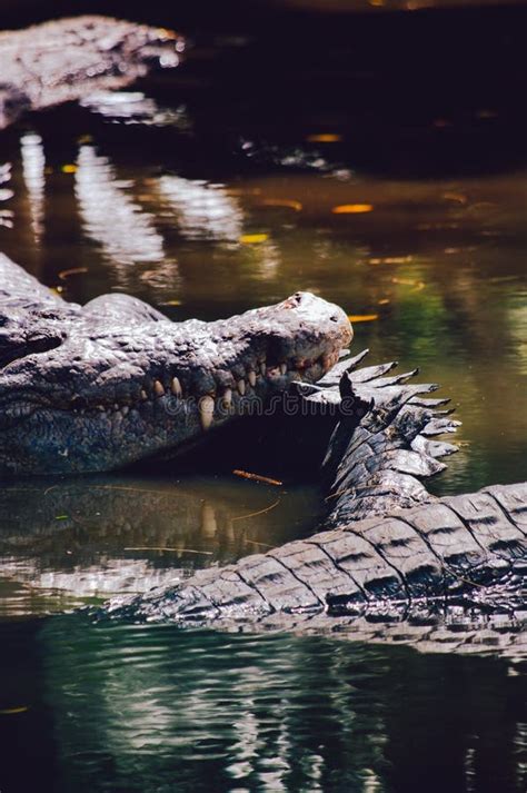 Nile Crocodiles Crocodylus Niloticus In The Water Close Up Detail Of