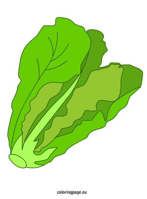 Vegetable Lettuce Coloring Page