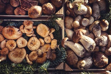 Premium Photo | Collection of edible mushrooms