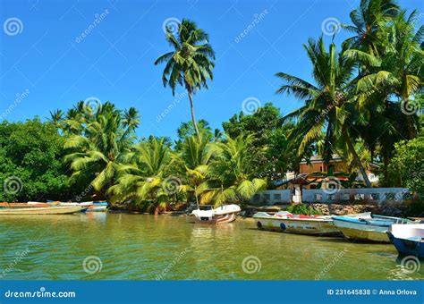 Madu Ganga River In Sri Lanka Editorial Stock Photo Image Of Summer