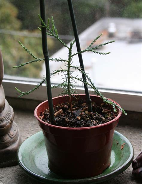 Giant Sequoia Redwood Pre-Bonsai | Marin Homestead