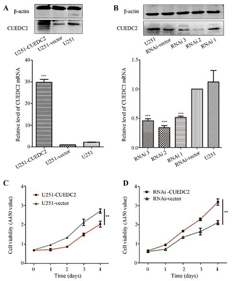 The Effects Of Overexpression And Knockdown Expression Of Cuedc2 On The