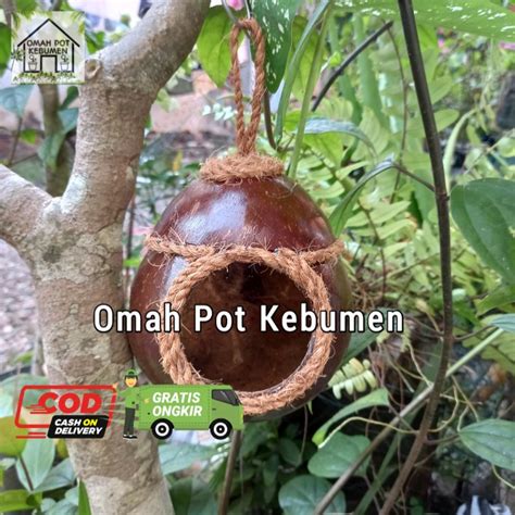 Jual GLODOK BATOK KELAPA SARANG BURUNG LOVEBIRD RIAS SABUT KELAPA