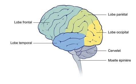 Le Cerveau Qu Est Ce Que C Est Sciences Et Avenir