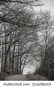 Naked Woods Images Stock Photos Vectors Shutterstock