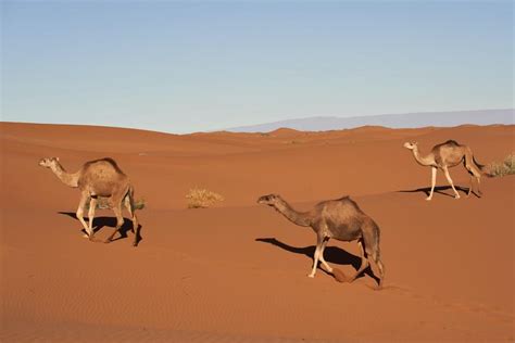 21 Wild Animals in Libya [Wildlife in Libya] - Kevmrc