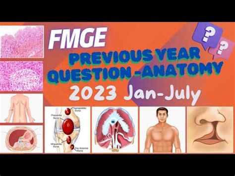 ANATOMY Fmge JAN JULY 2023 Pyq FMGE 2023 Anatomy Previous Year