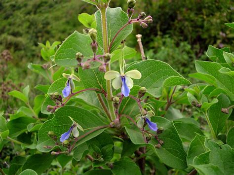 African Plants A Photo Guide Clerodendrum Myricoides Hochst R Br