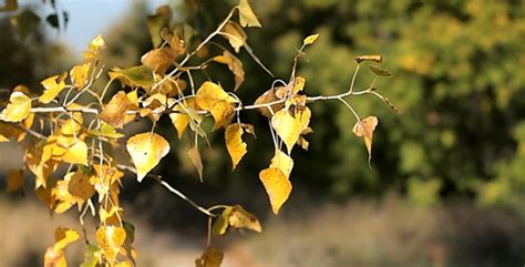 Autumn Leaves Rustling In The Wind 2, Stock Footage | VideoHive