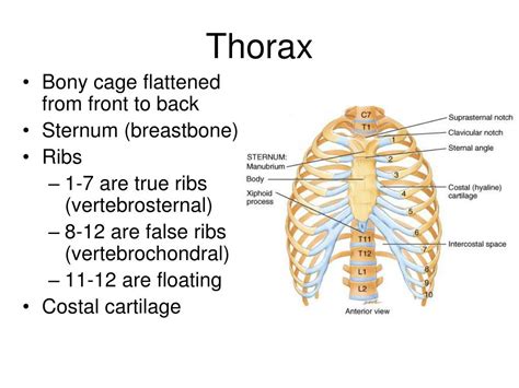 Ppt Lab05 Vertebrae Ribs And Rib Articulation Sternum Skull Review