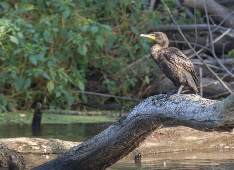 Outdoors Cormorants Common Again In Illinois Sports Daily