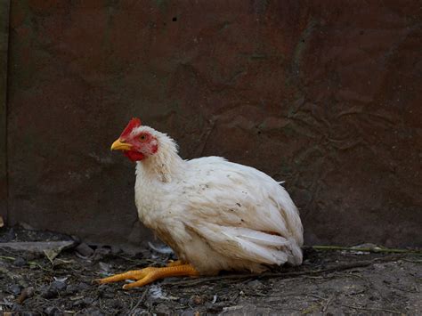 A Guide To Common Chicken Illnesses Backyard Barnyard