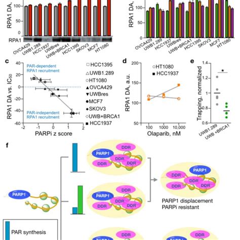 Dna Damage Biomolecular Condensate Density Correlates To Parp Trapping