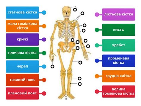 Скелет людини - Діаграма з мітками