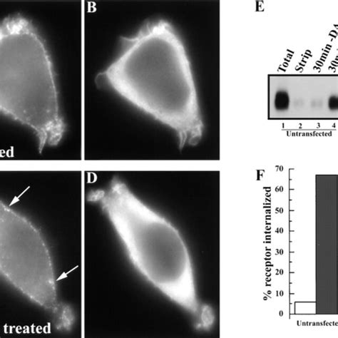 Endocytosis Of D Receptors Is Dynamin Independent Stably Transfected