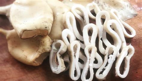 Копченый кальмар: рецепты горячего и холодного методов