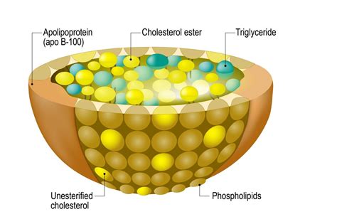 Cholesterol Synthesis Pathway – My Endo Consult