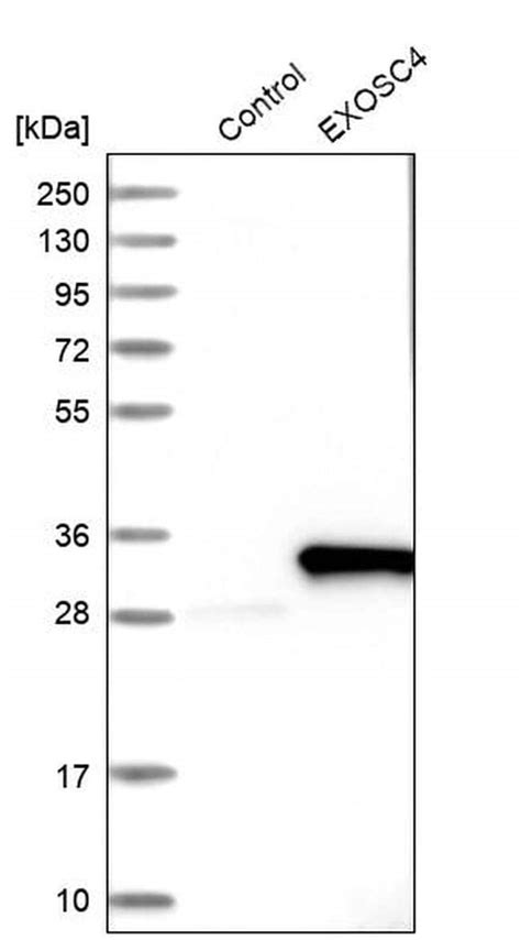 Exosc4 Polyclonal Antibody Invitrogen™ 100 μl Unconjugated Fisher