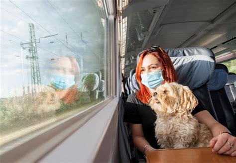 Voyagez en train avec votre chien sans soucis découvrez nos astuces