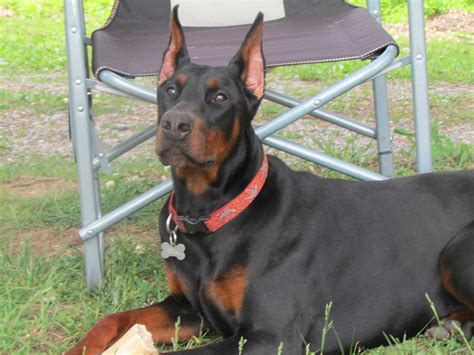 Kimbertal Doberman Puppies For Sale