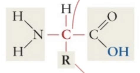 Amino Acids And Proteins Flashcards Quizlet