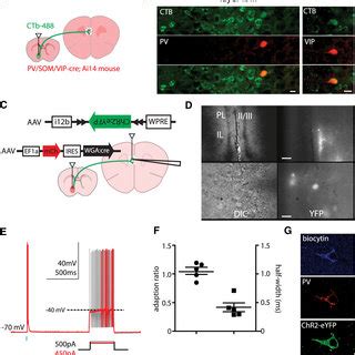 Long Range Gabaergic Projection Neurons In Pfc To Nacc Are